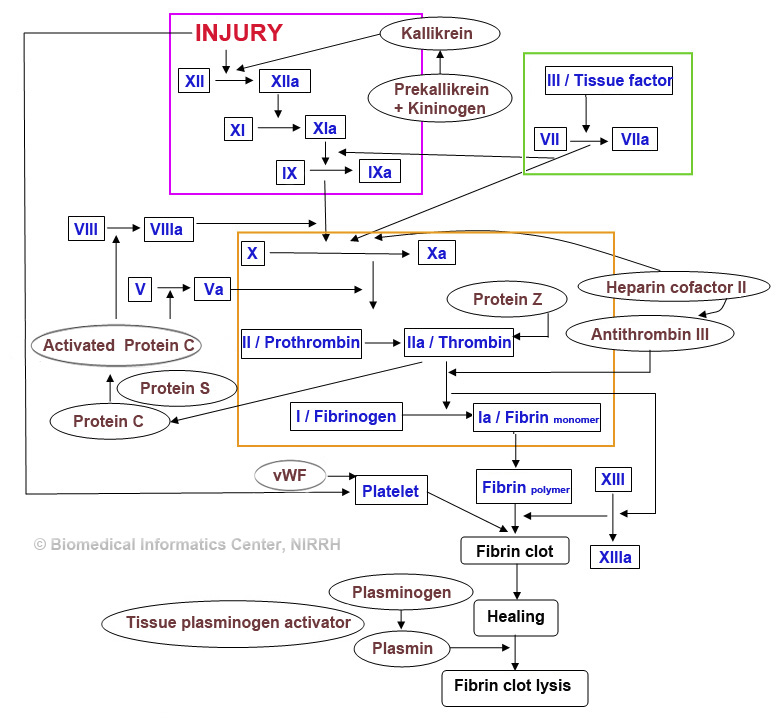 clotting pathway diagram. Blood Coagulation Pathway